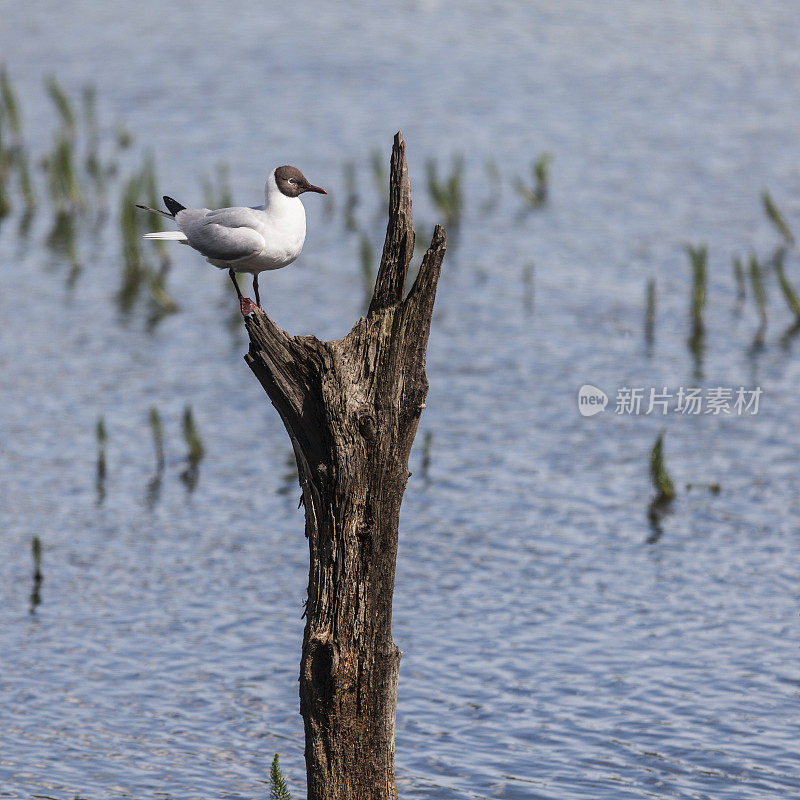 黑头鸥，Larus / Chroicocephalus ridibundus